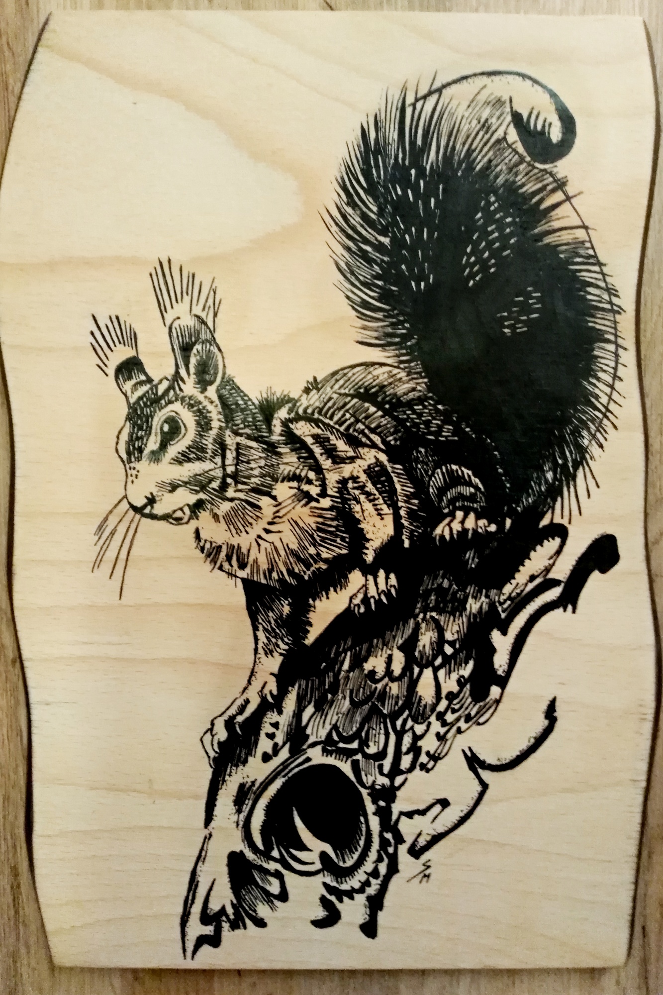 veverička 4