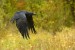 Krkavec čierny - Corvus corax